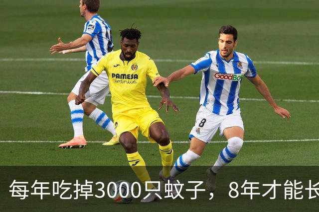 每年吃掉3000只蚊子，8年才能长大，却被人类作为美食大量捕捉